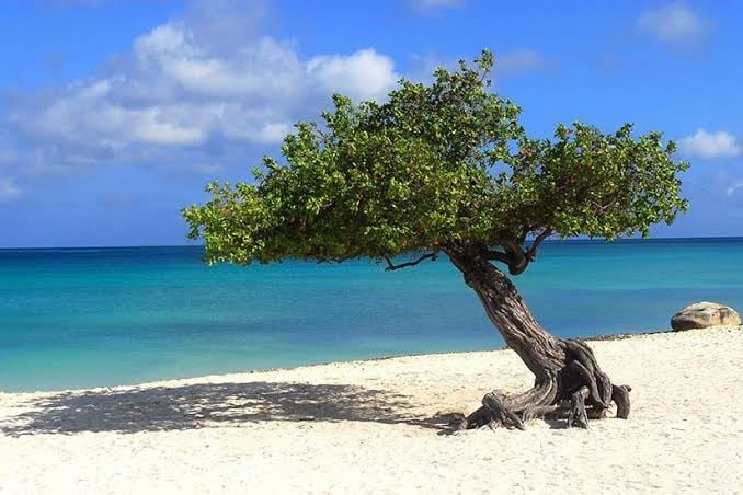 Solitary windswept tree with green canopy on white sand beach next to turquoise ocean water